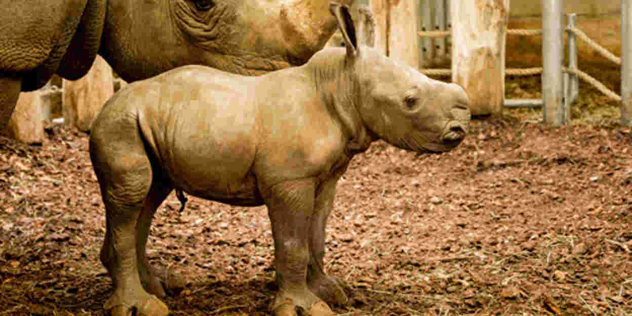 Nashorn live vor der Webcam geboren!