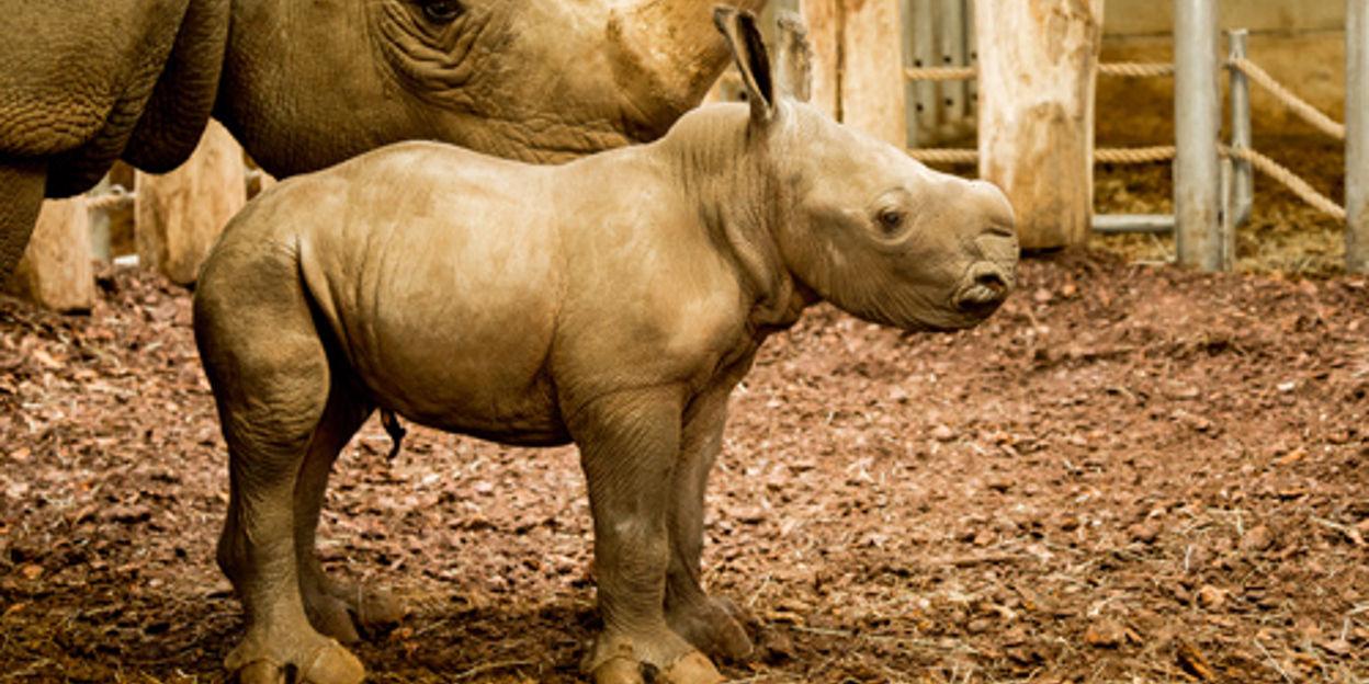 Nashorn live vor der Webcam geboren!