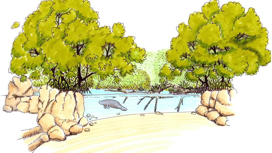 Eine Zeichnung für die Mangrove