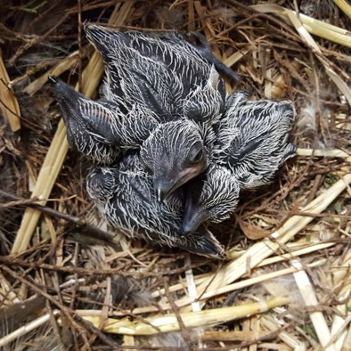 Über die Fortpflanzung