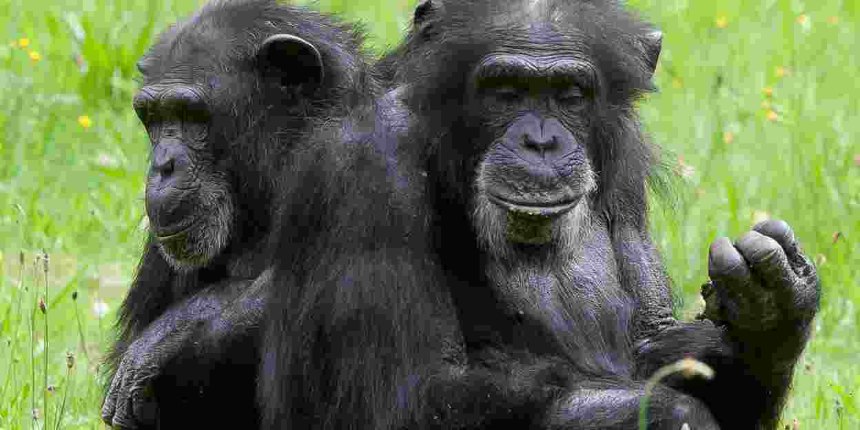Sind die Schimpansen in Gefahr?