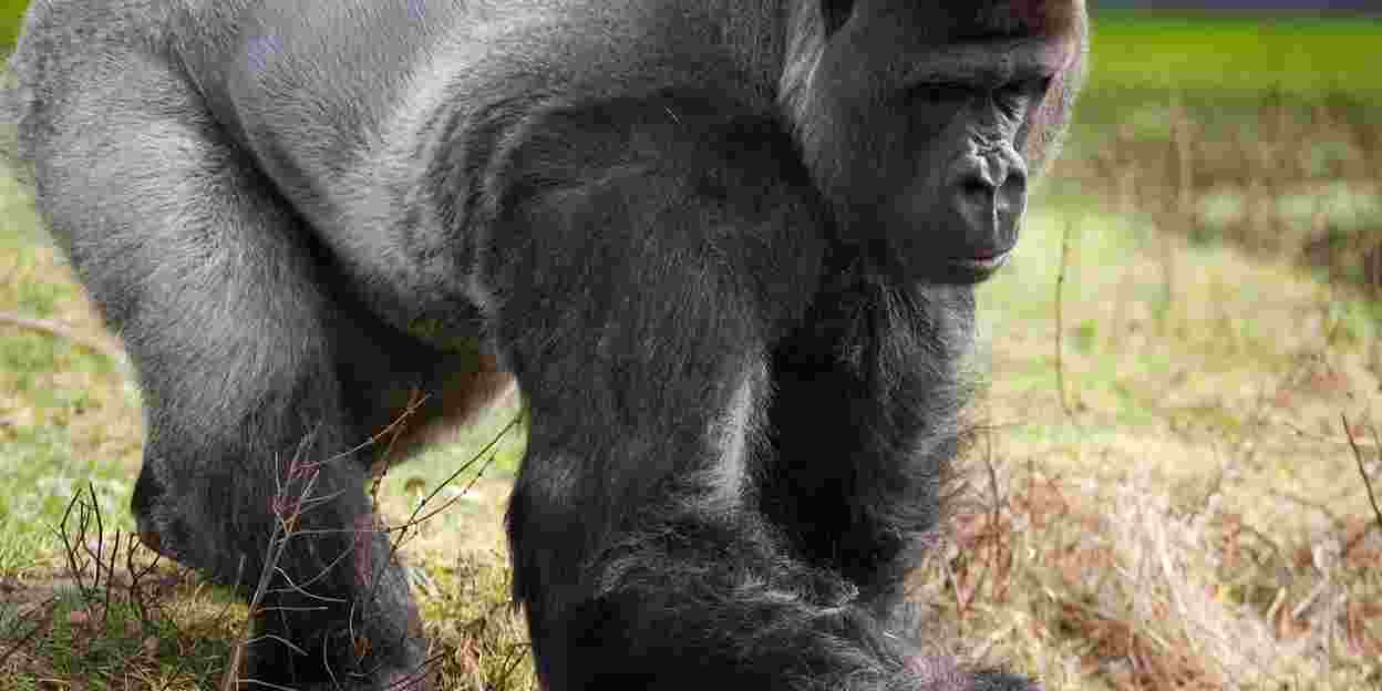 Wenn Mangaben Gorillas necken - oder ist es umgekehrt?