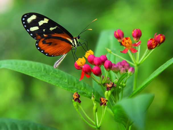 Auf ein Abenteuer im Mangrovenwald