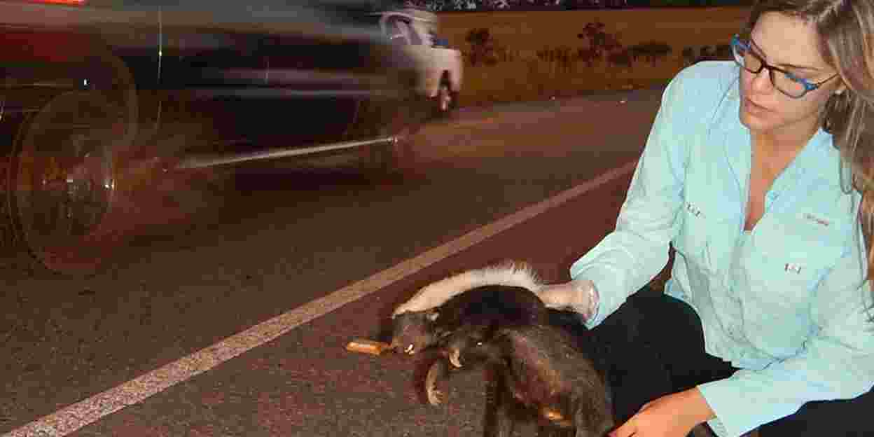 Brasilianerin rettet mähnenwolf vor der autobahn