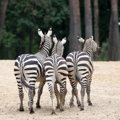 Bedrohung und Schutz