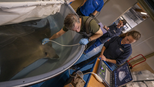 Ultraschall und Verhütungsspritze für Adlerrochen im Burgers’ Zoo