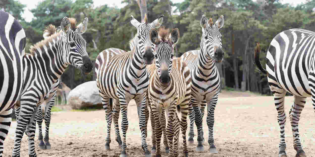 Tarnung bei Tieren: Anpassung an die Umgebung (Safari) 