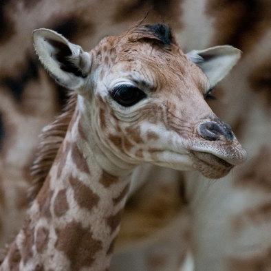 Über die Fortpflanzung