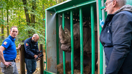 Leistungsstarkes Nashorn zieht nach Belgien um