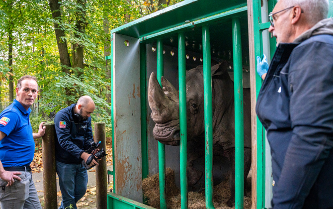 Leistungsstarkes Nashorn zieht nach Belgien um