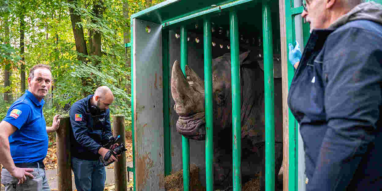 Leistungsstarkes Nashorn zieht nach Belgien um