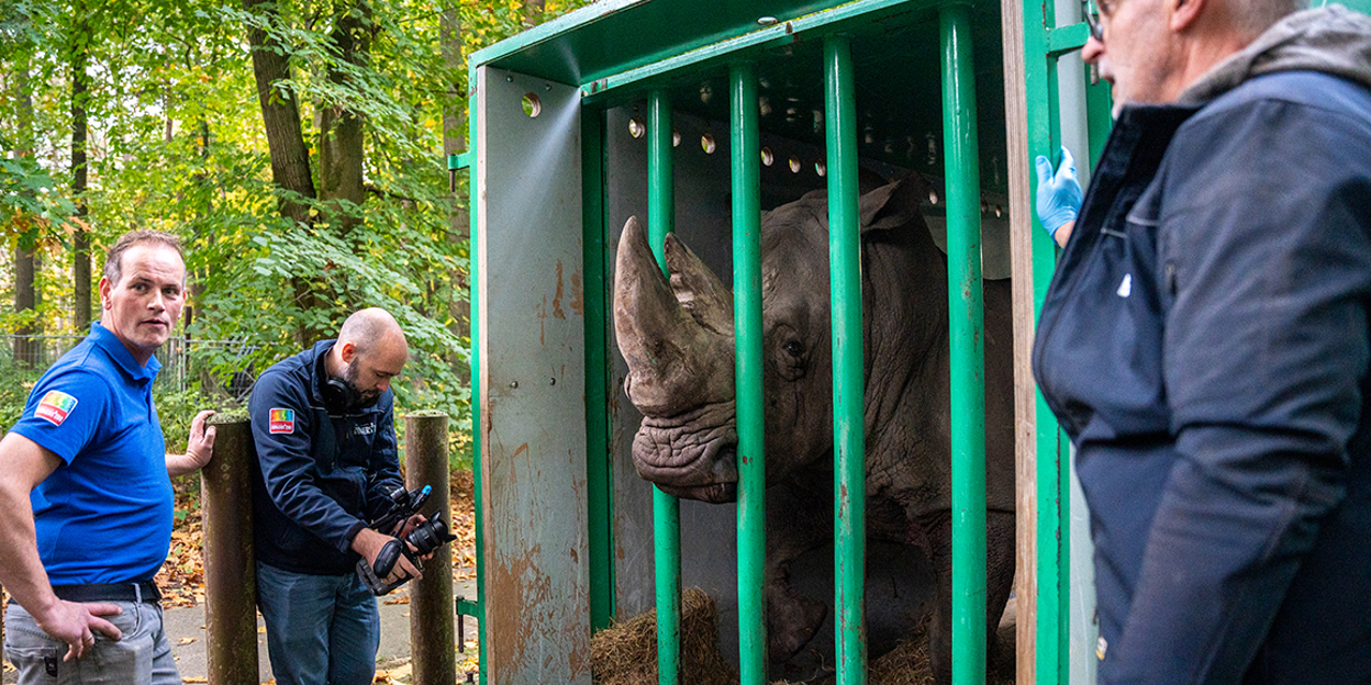 Leistungsstarkes Nashorn zieht nach Belgien um