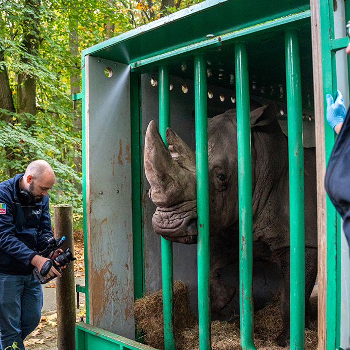 Leistungsstarkes Nashorn zieht nach Belgien um