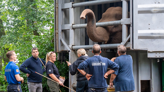 Burgers’ Zoo empfängt Elefanten aus Belfast