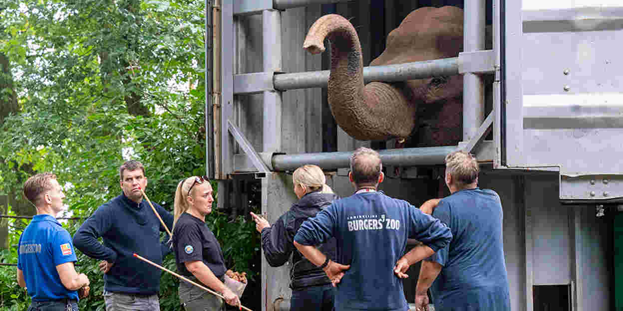 Burgers’ Zoo empfängt Elefanten aus Belfast