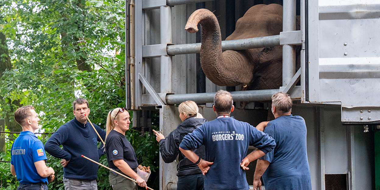 Burgers’ Zoo empfängt Elefanten aus Belfast