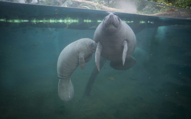 Nachwuchs bei den Seekühen 