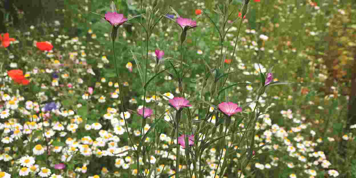 Artenvielfalt auf den Blumenwiesen