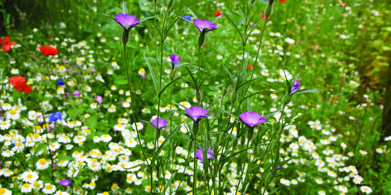 Artenvielfalt auf den Blumenwiesen