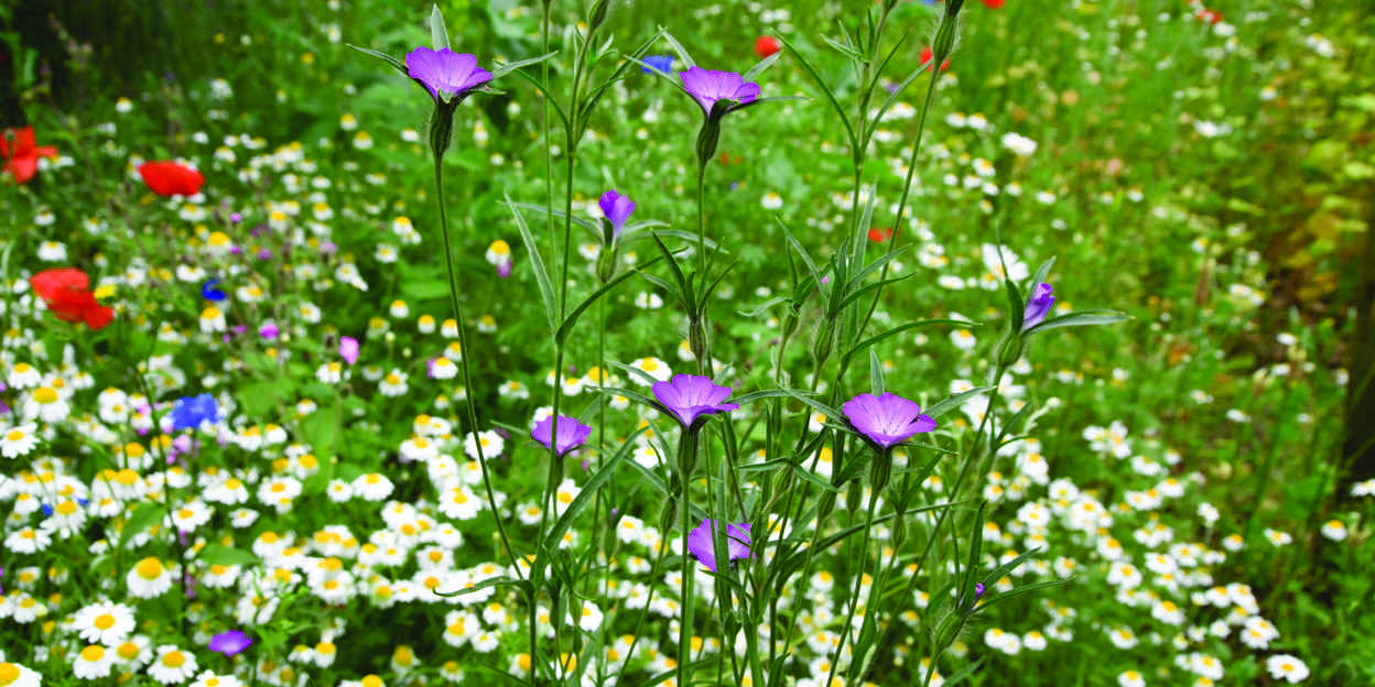 Artenvielfalt auf den Blumenwiesen