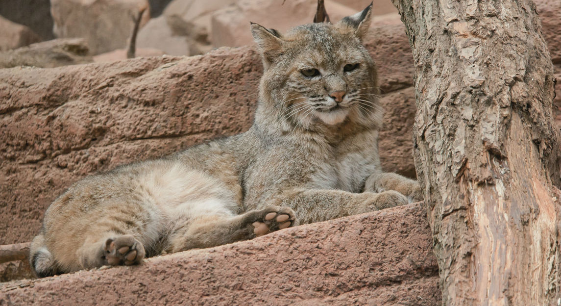 Rotluchs