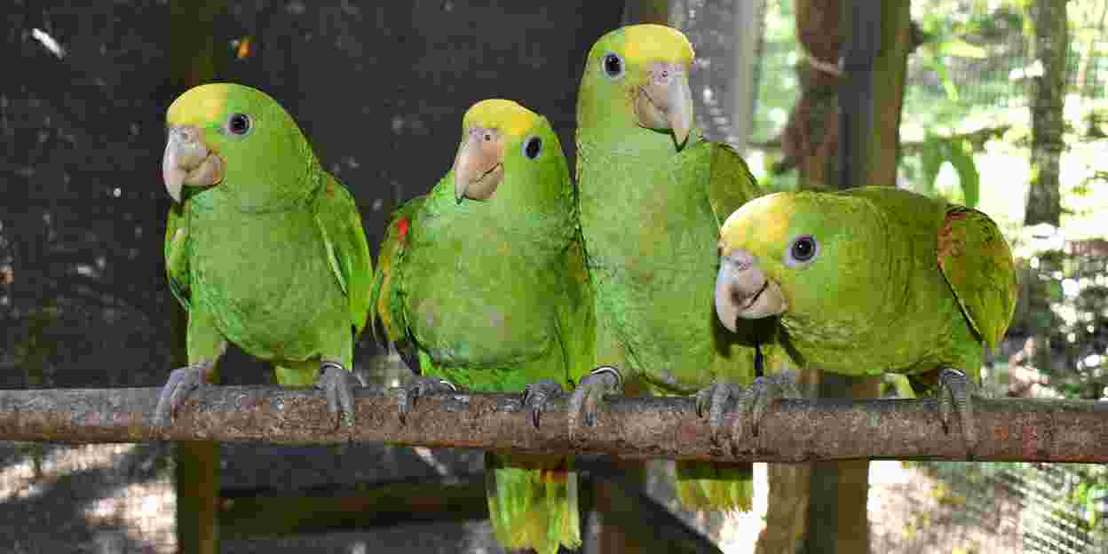 Naturschutz in Belize: Vielversprechende Arbeit im Vogelrehabilitationszentrum