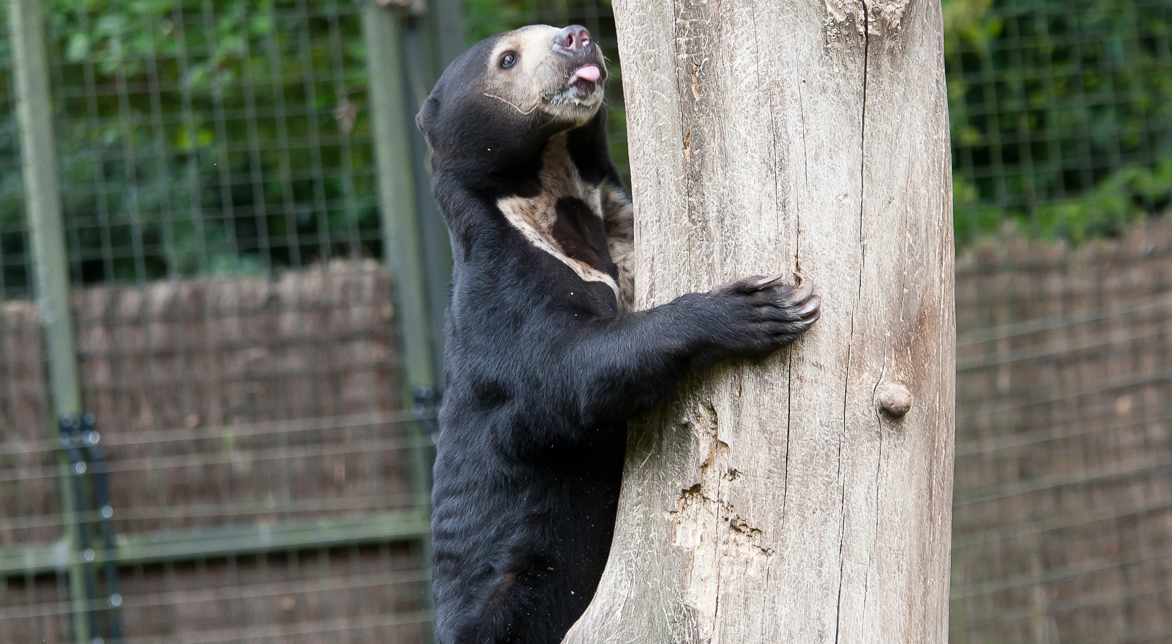 Schottischer bär soll Arnheimer bärinnen beziren