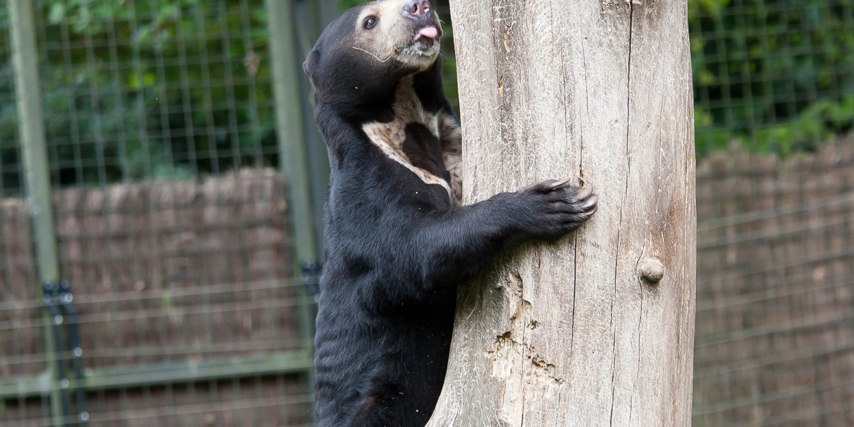 Schottischer bär soll Arnheimer bärinnen beziren