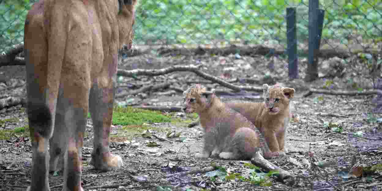 Löwenjungen immun gegen Katzenschnupfen