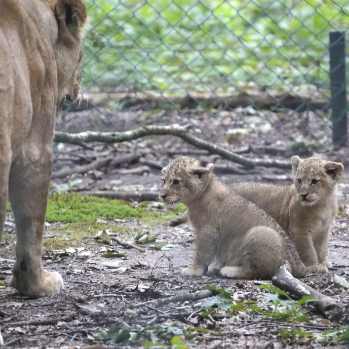 Handaufzucht bei Löwen