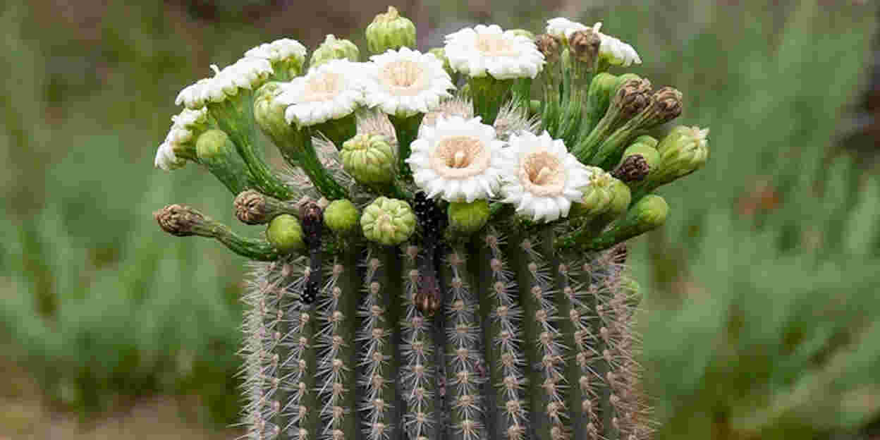 Blumen an der Spitze