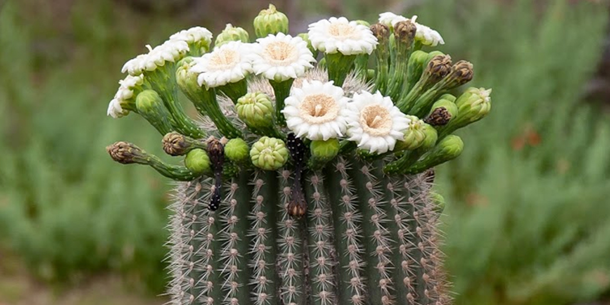 Blumen an der Spitze