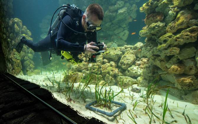 Der Burgers’ Zoo entwickelt das grösste Seegras-Aquarium der Welt