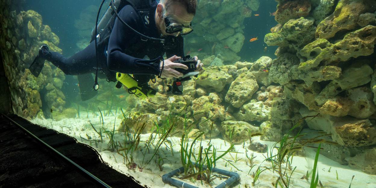 Der Burgers’ Zoo entwickelt das grösste Seegras-Aquarium der Welt