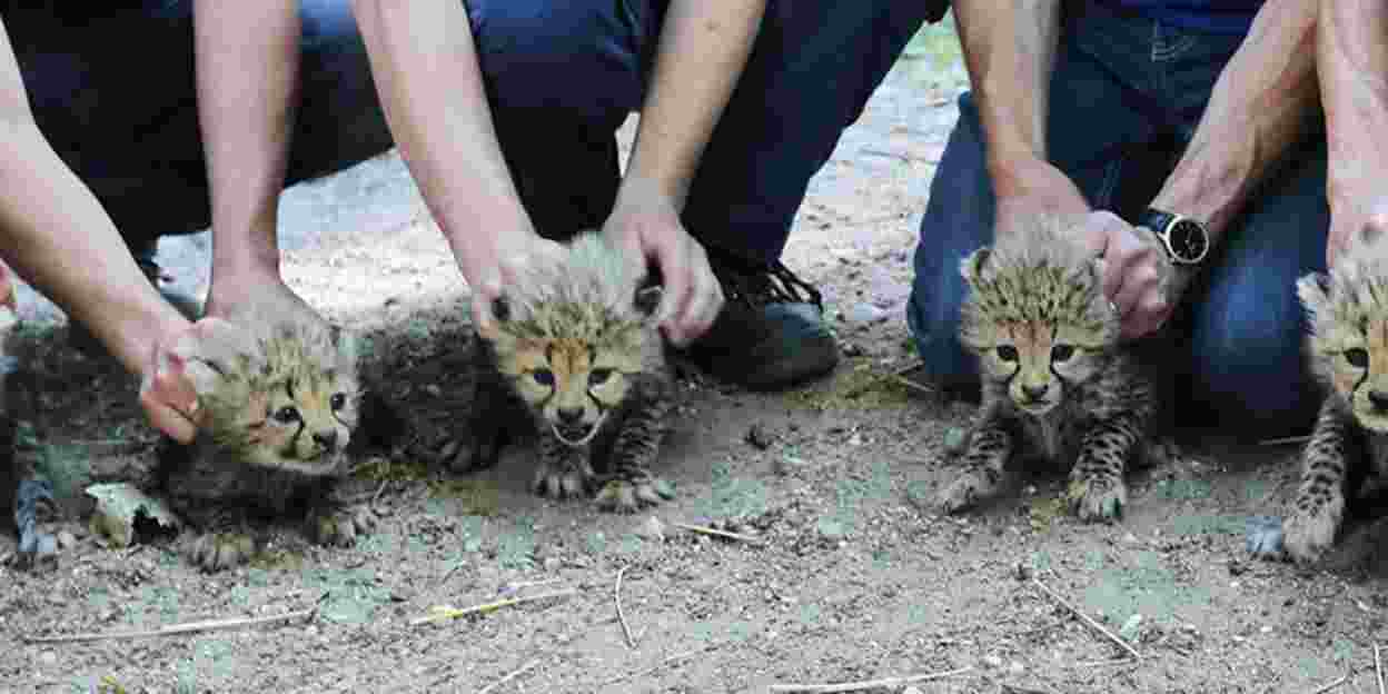 Gepardensechslinge überraschen Burgers' Zoo