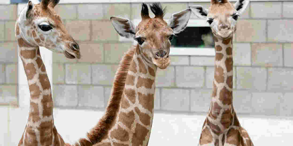Schlaf, Giraffe, schlaf!?
