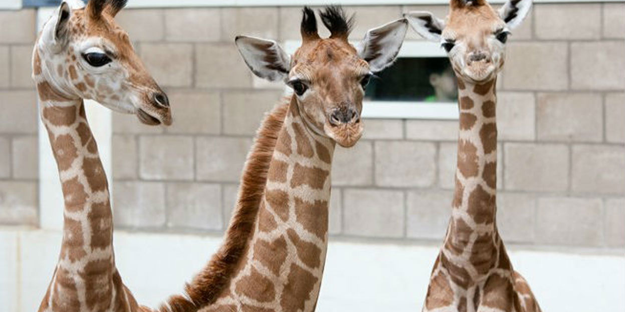 Schlaf, Giraffe, schlaf!?