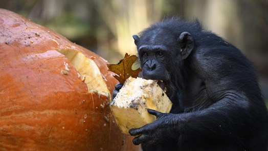 Schimpansen im Burgers‘ Zoo freuen sich über Riesenkürbisse