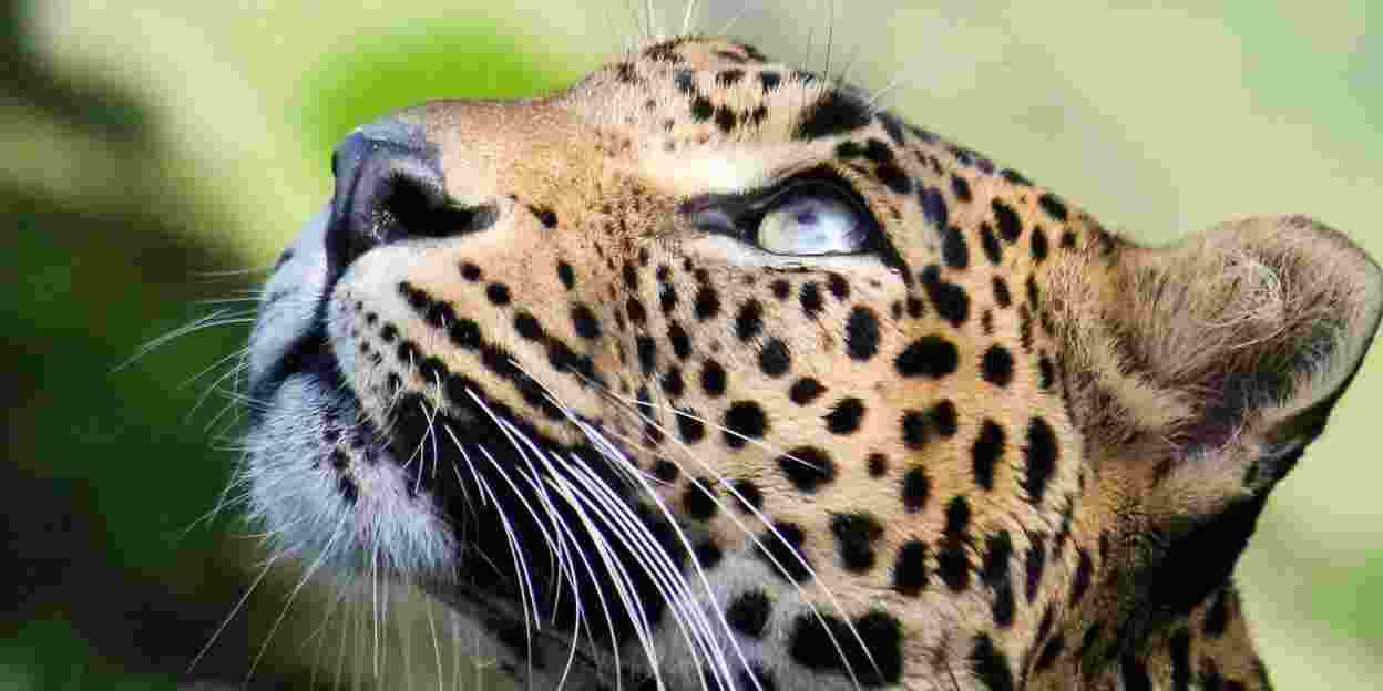 Eine sehr wichtige Zoopopulation: der Sri-Lanka-Leopard
