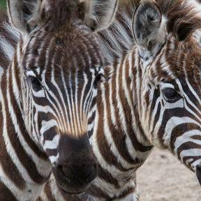 Grant-Zebra
