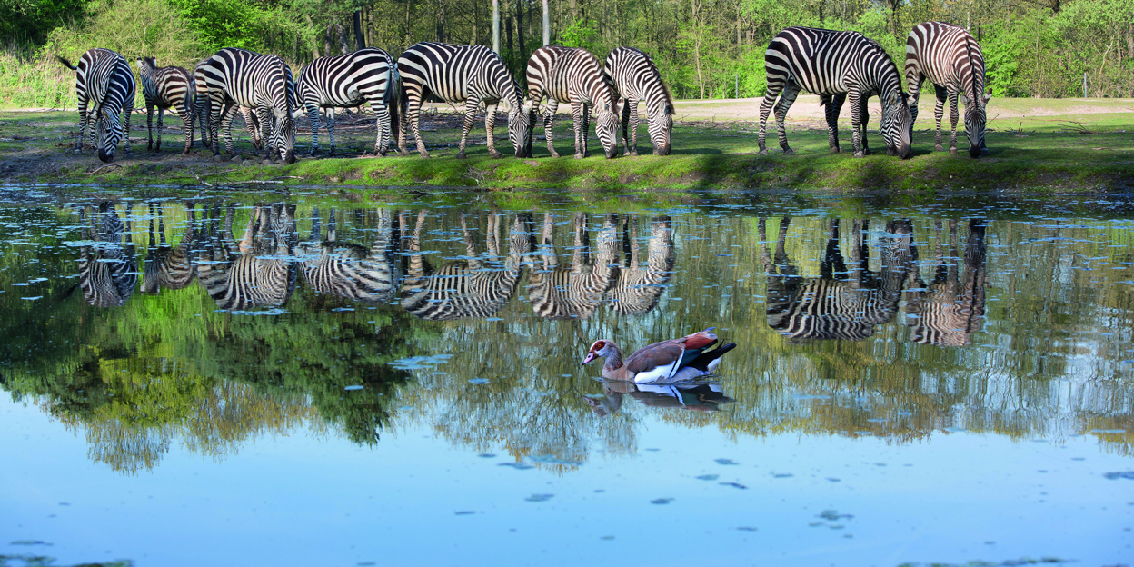 Wildlebende Tiere im Zoo