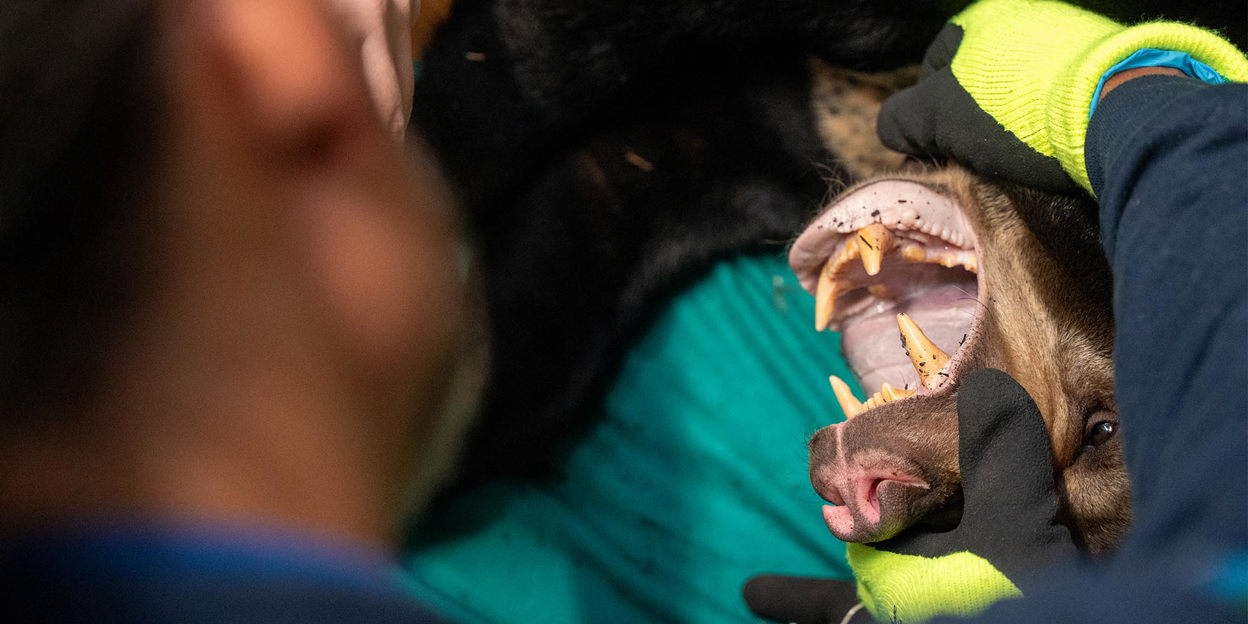 Bärenstarkes Geschenk aus dem Burgers' Zoo