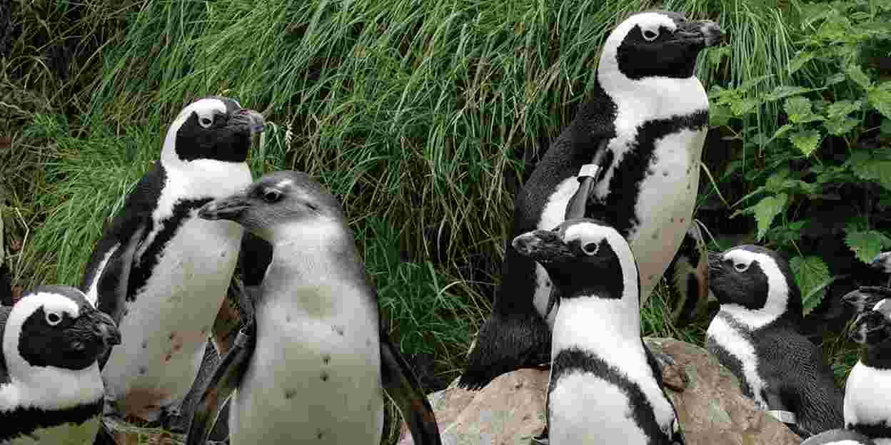 Pinguine: Verpflegung und Transport