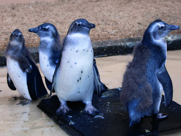 Pinguine in der Kita