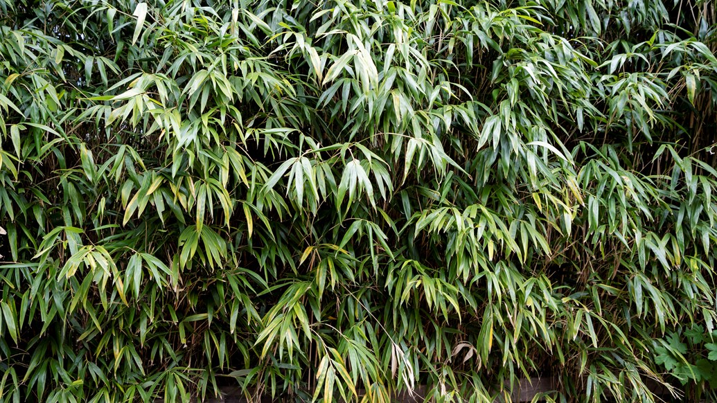 Bambus japonica