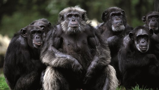 Futterspender für die Schimpansen
