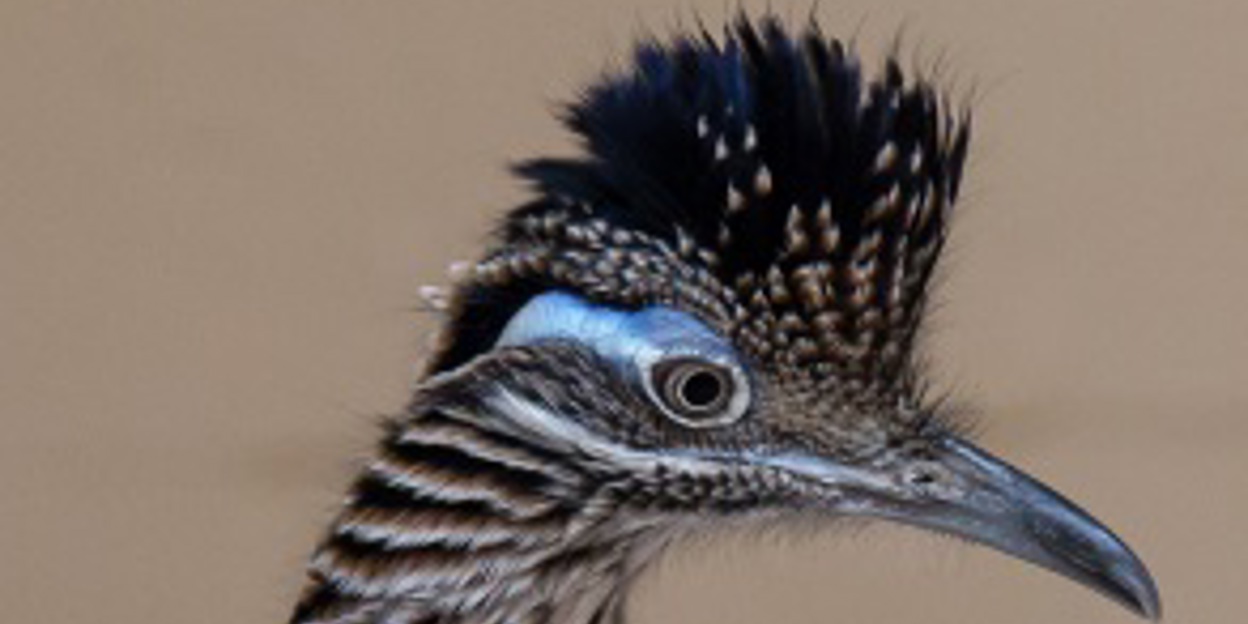 Tierisches Speeddating im Burgers‘ Zoo