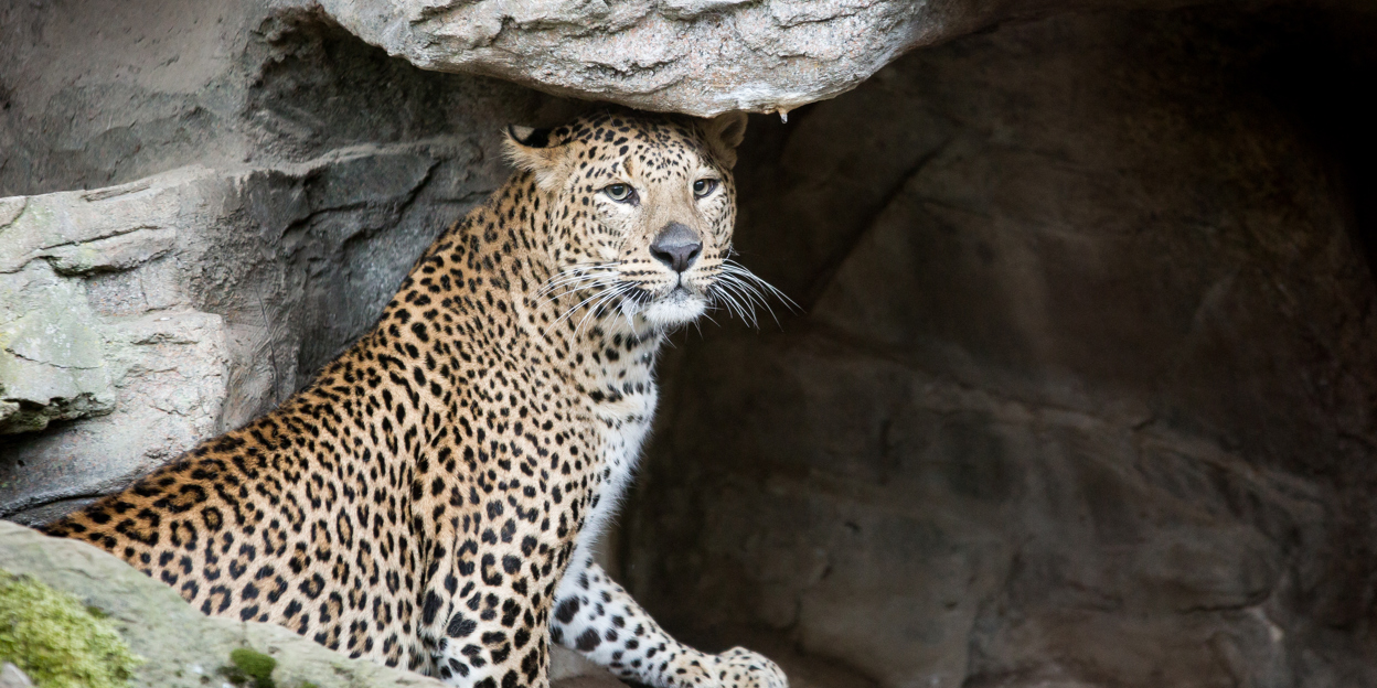 Nachrichten aus dem Zoo
