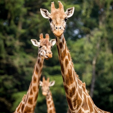 Bedrohung und Schutz