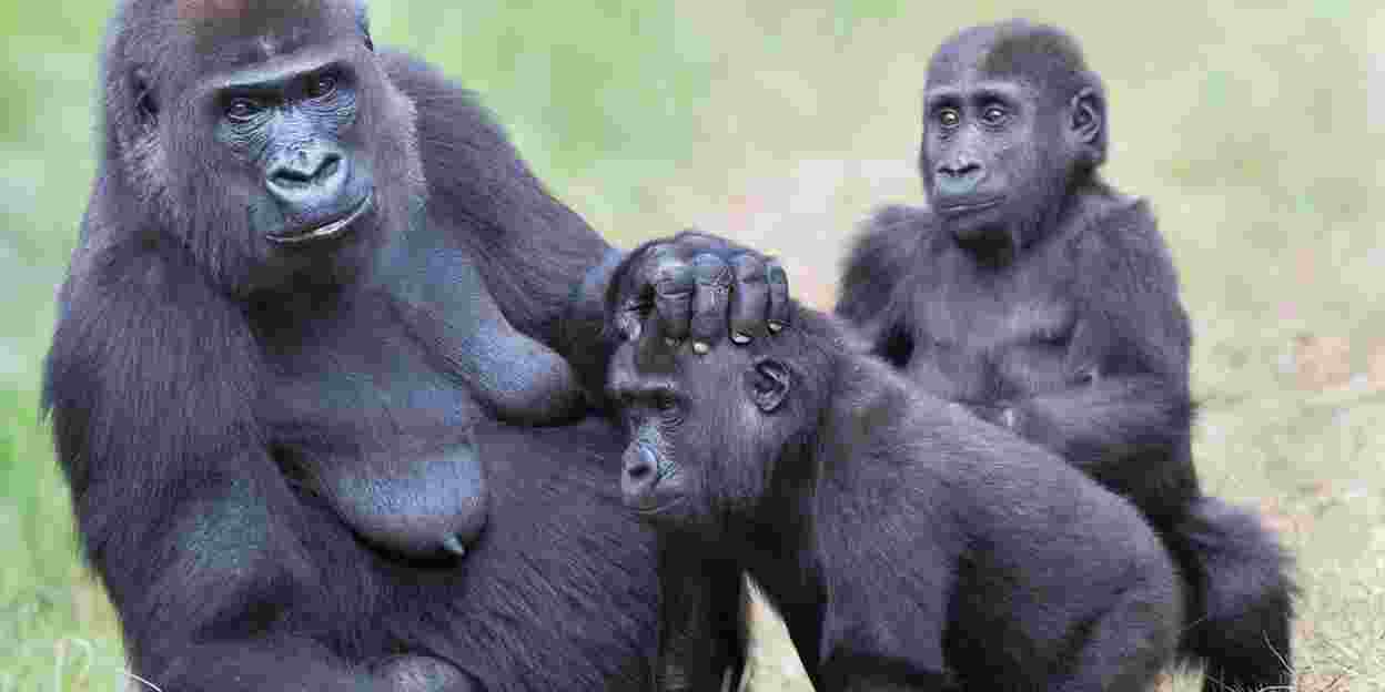 Zoos: “Konkullegen” von einander
